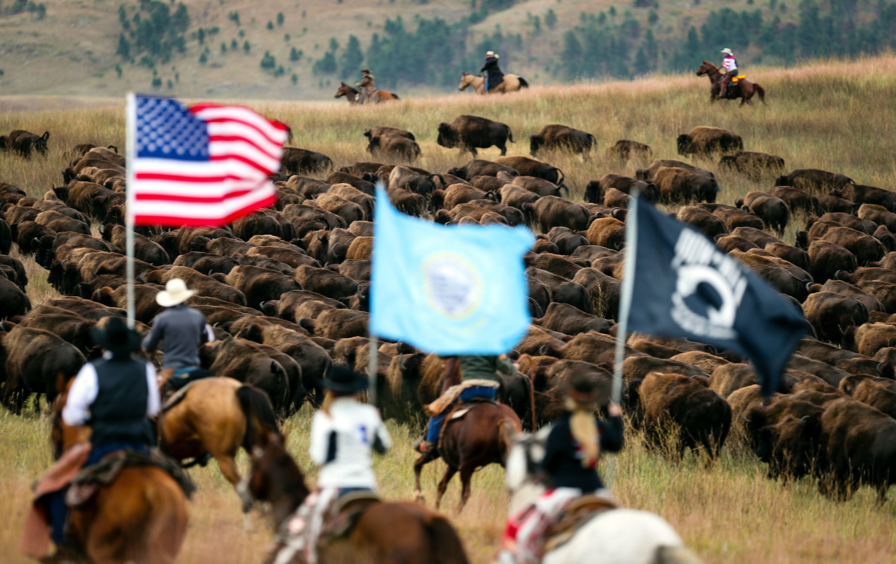 54th Annual Buffalo Roundup at Custer State Park